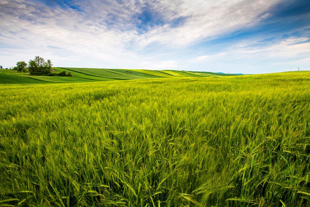 Paysage agricole
